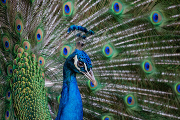 Obraz premium Pavão-azul