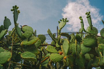 Prickly Pear cactus in Arizona