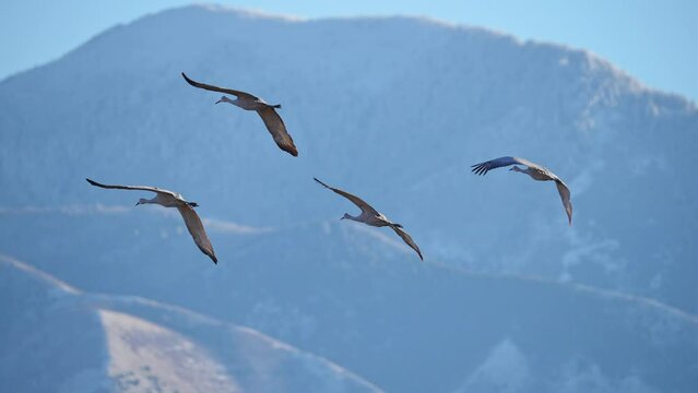 Sandhill Cranes migrating through Utah during the winter as they fly in slow motion.