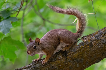 Red squirrel chattering from a tree branch 