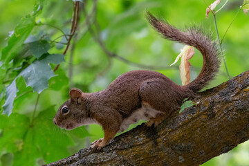 Red squirrel in profile on a tree branch