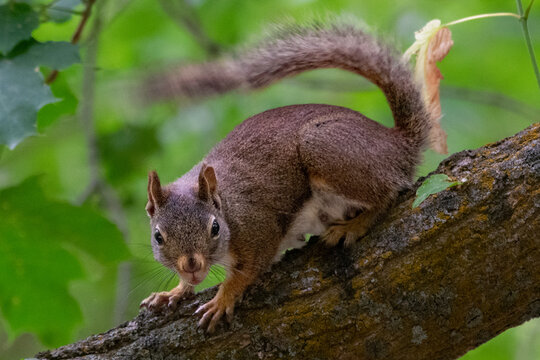 Red squirrel chattering from a tree branch