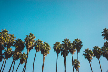 Santa Barbara California Palm Trees and Sky