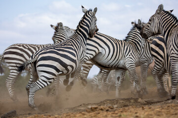 Zebras (Equus quagga) fighting near a water hole - Kenya.
