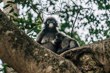 Dusky leaf monkey breastfeeds her baby