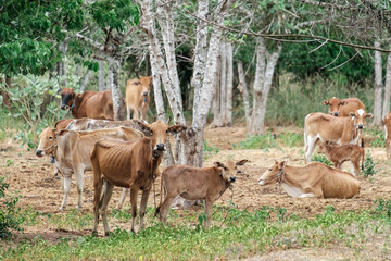 Cows in the rural outside field with trees