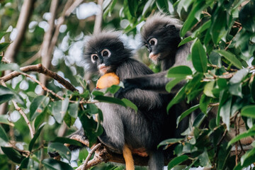 Family of Dusky Leaf Monkey Sitting on the Tree