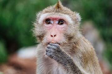Portrait of rhesus macaque eating