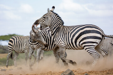 Zebras (Equus quagga) fighting near a water hole - Kenya.
