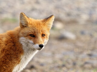 Naklejka na ściany i meble Autumn in eastern Hokkaido, red fox