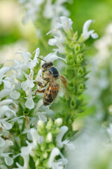 Honey Bee on White Flower - Back