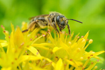 Mining Bee on Yellow Flowers - Portrait