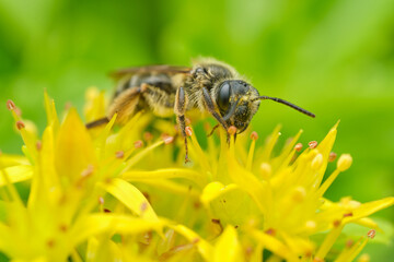 Mining Bee on Yellow Flowers - Portrait