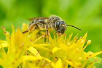 Mining Bee on Yellow Flowers - Portrait