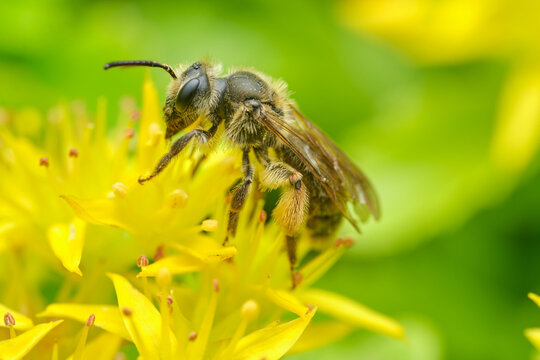 Mining Bee on Yellow Flowers - Side