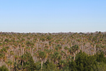 Fototapeta na wymiar Sea of palm trees