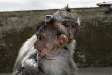 Pair of baby Macaque monkeys (Macaca Fascicularis) in the sacred monkey forest in Ubud, Bali, Indonesia.
