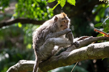 Young Macaque monkey (Macaca Fascicularis) on tree limb, holding foot and looking into the distance. Forest in background. In the sacred monkey forest, Ubud, Bali, Indonesia.
