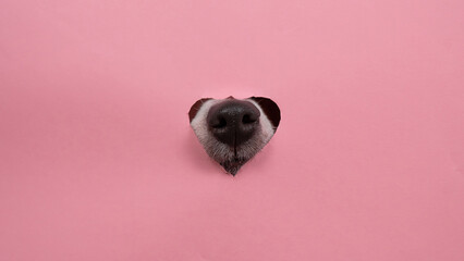 A dog's nose sticks out of a pink cardboard background. A hole in the shape of a heart. - obrazy, fototapety, plakaty