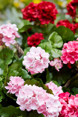 flowers in the garden