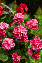 flowers in the garden