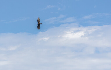 Fototapeta premium A Turkey Vulture flying high above a cloud layer in blue sky