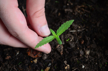 Cute cannabis seedling. New marijuana seedling ready to be planted. Natural medicine. 