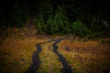 path in the woods