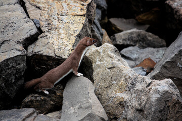Mink 