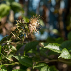 Cirsium vulgare Close-Up View of Lush Foliage Displaying Abundant Greenery and Vibrant Leaves