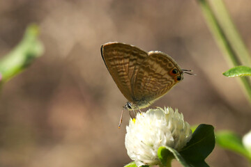 尾をこする姿がかわいいウラナミシジミ蝶が白色のセンニチコウの花で吸蜜（自然光＋ストロボ、マクロ接写）
