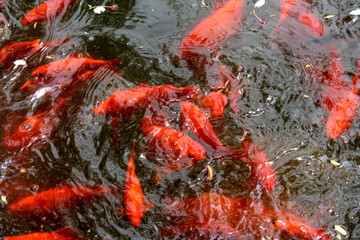 School of bright orange Koi fish swimming right beneath the water surface of a pond 