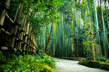 Bamboo forest in Kamakura Japan