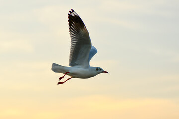 seagull in flight