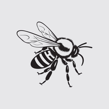 Bee Vector Images