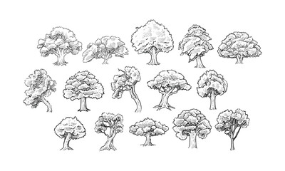 oak tree handdrawn collection