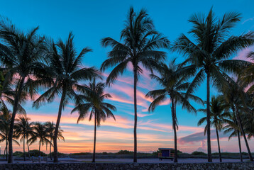 Silhouettes of coconut palms on a sunrise sky background on a tropical beach at dawn. Miami Beach, Florida.
