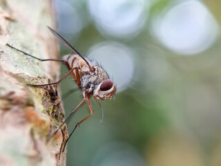 a fly on a leaf