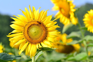 Obraz premium sunflower in the field