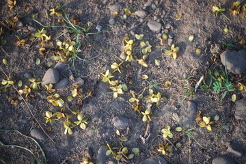 Obraz premium background flower floral