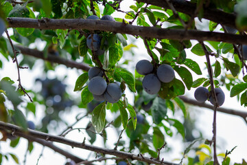 Ripe plums on the tree