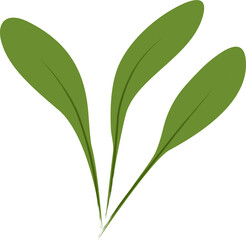 Green Leaf Plant Vector Illustration