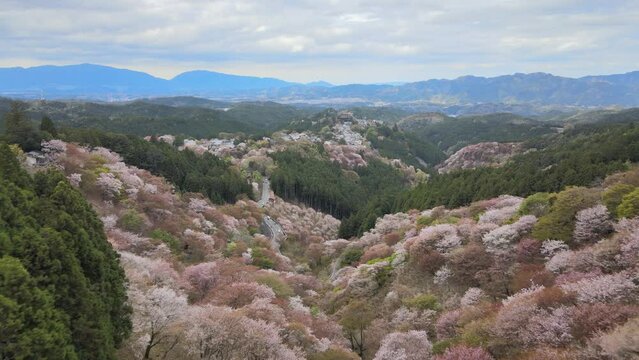 Aerial view of Mt.Yoshino in Nara prefecture with thousands of cherry bloosams.