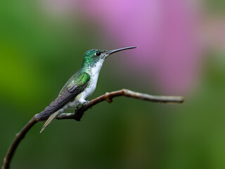 Andean Emerald Hummingbird on tree branch, portrait on green background