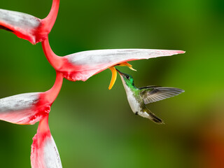 Andean Emerald Hummingbird