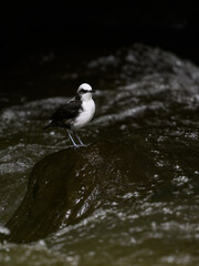 White-capped Dipper perched on the rock on the banks of the river looking for food
