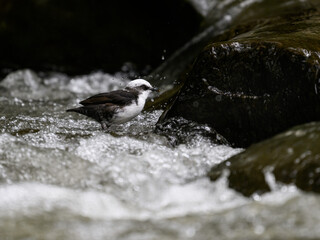 White-capped Dipper perched on the rock on the banks of the river looking for food