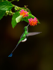 White-booted racket-tail Hummingbird in flight collecting nectar from beautiful lantana pink yellow flower on dark background