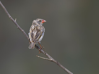 Red-billed Quelea on tree branch against gray background
