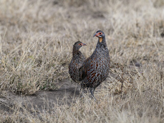 Two Yellow-necked Francolin Spurfowl standing on dry grass in savannah of Tanzania 